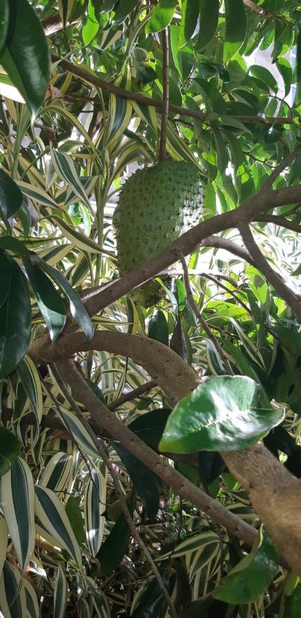 "Sunrise Inn" Nature Island Dominica Penville Esterno foto